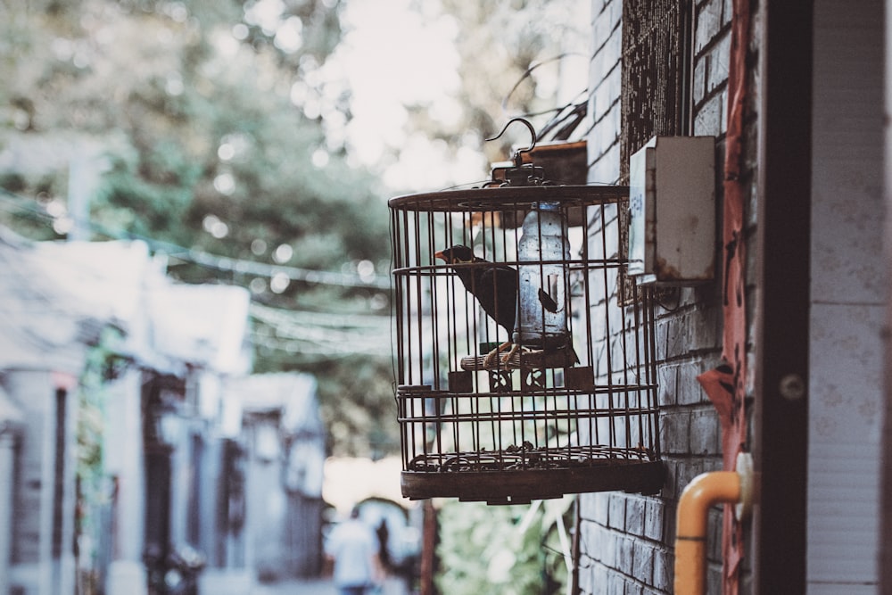 bird in cage beside wall