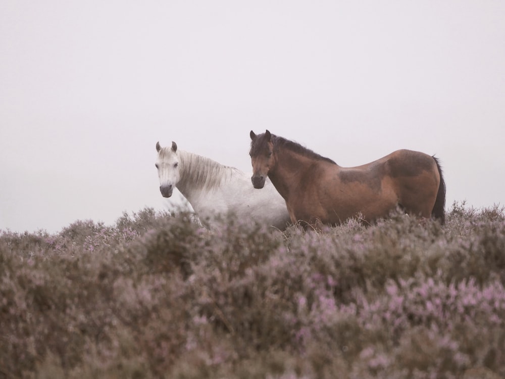 two white and brown horses surrounded by grass
