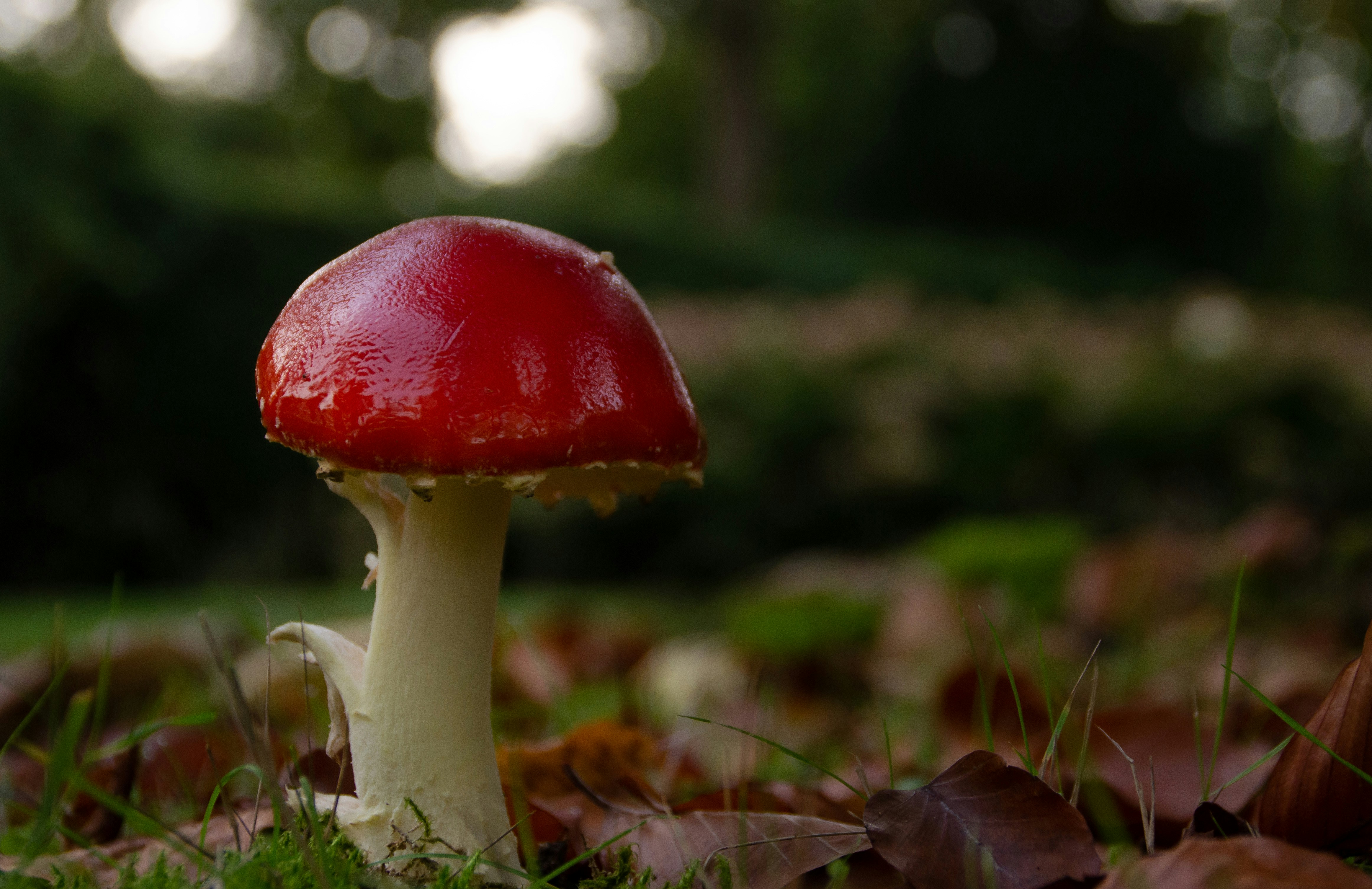 Photo by joelvschoon