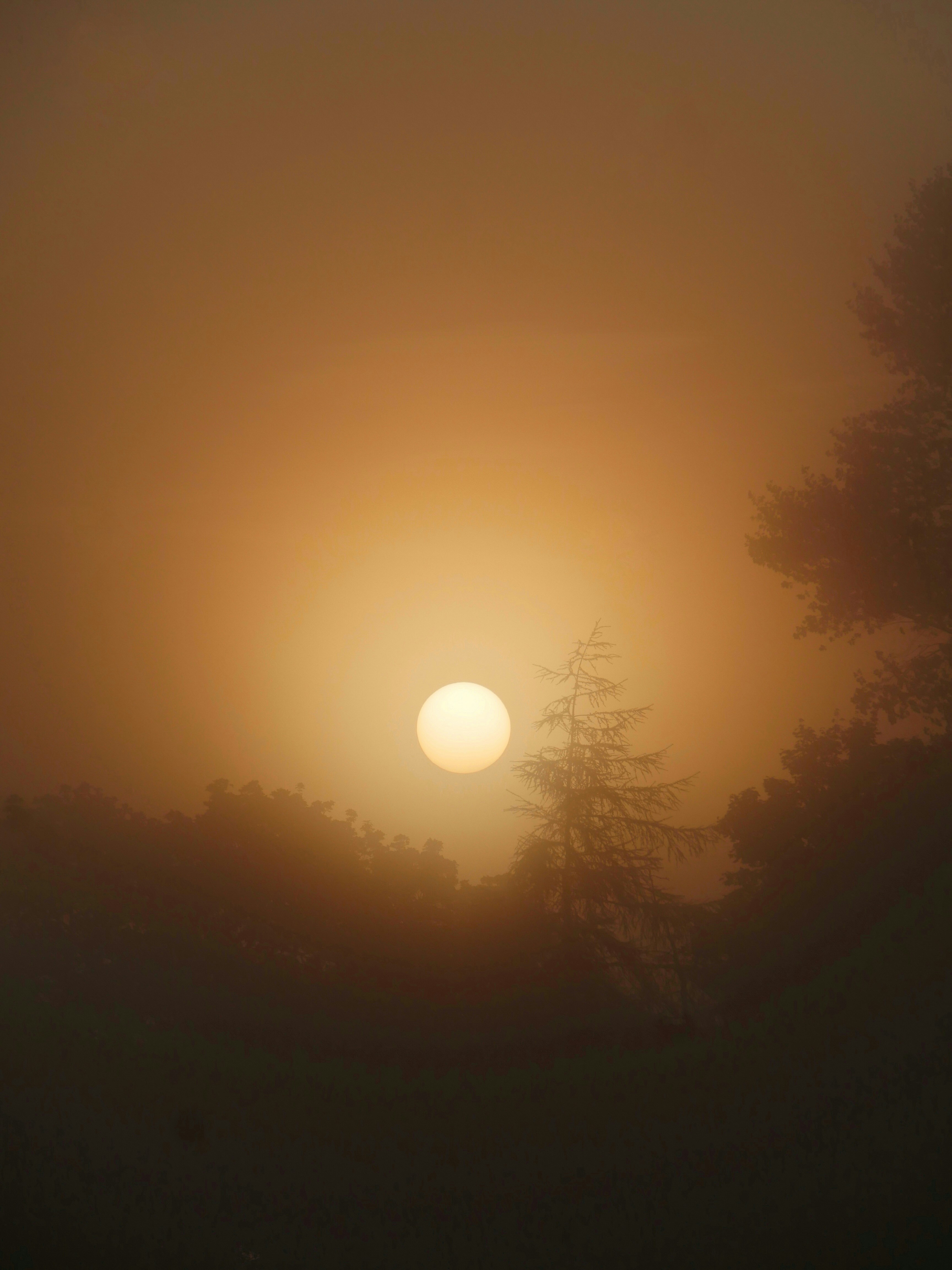 the sun is setting over a foggy forest