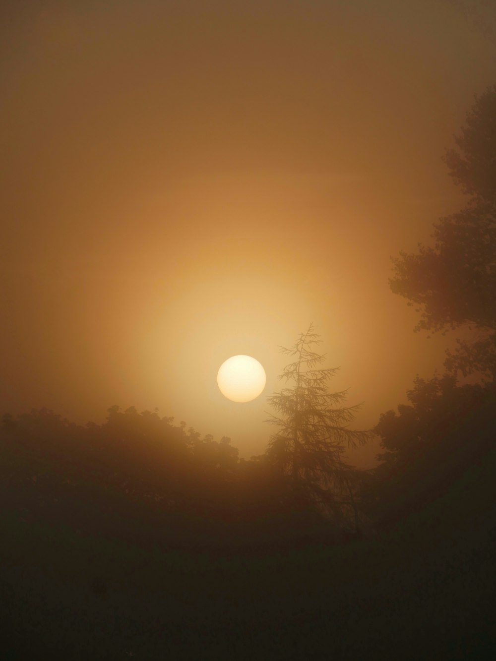 the sun is setting over a foggy forest