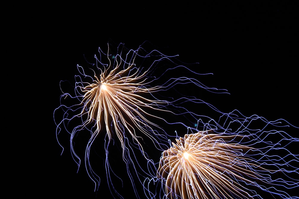 2 meduse