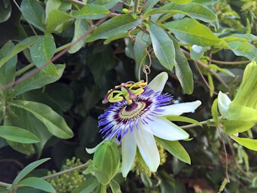 A passion flower with intricate patterns, featuring white petals and a center displaying vibrant purple and deep maroon colors. Surrounding the flower are lush green leaves and vine tendrils, creating a natural and organic setting.