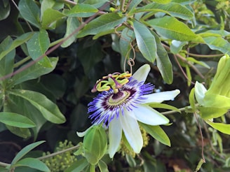A passion flower with intricate patterns, featuring white petals and a center displaying vibrant purple and deep maroon colors. Surrounding the flower are lush green leaves and vine tendrils, creating a natural and organic setting.