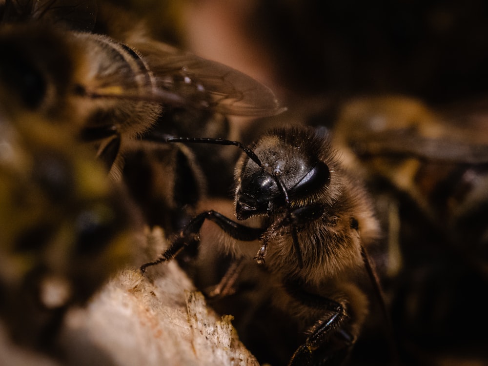 macro photography of bee