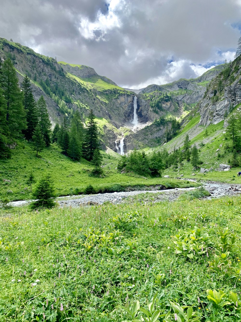 green-leafed trees