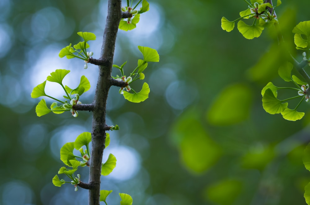 a branch of a tree with green leaves