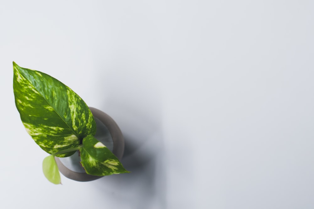 green leafed plant on brown pot