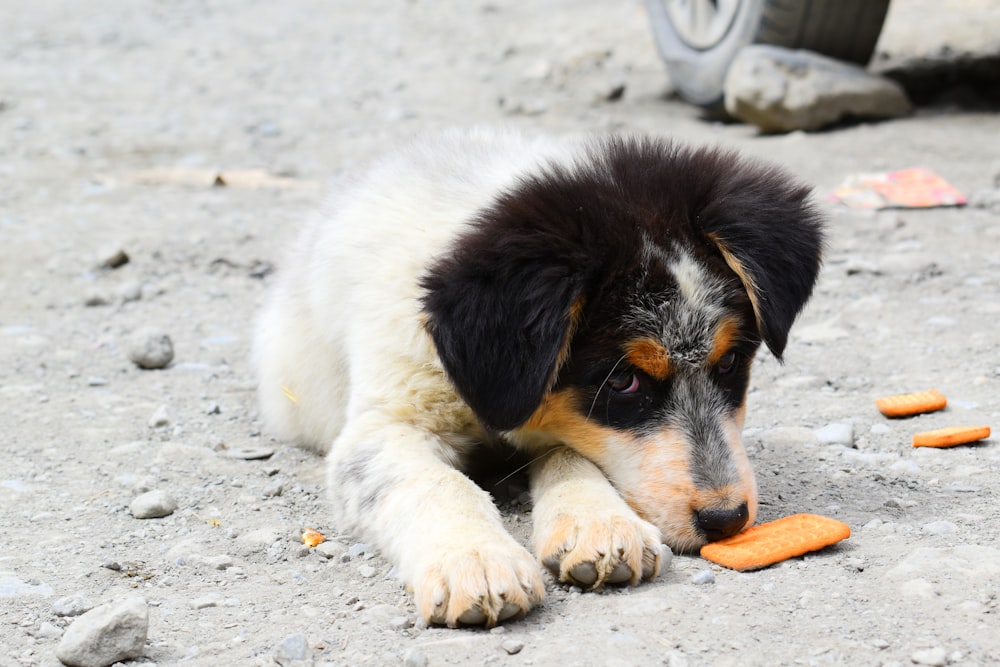 short-coated white and black puppy lying on ground