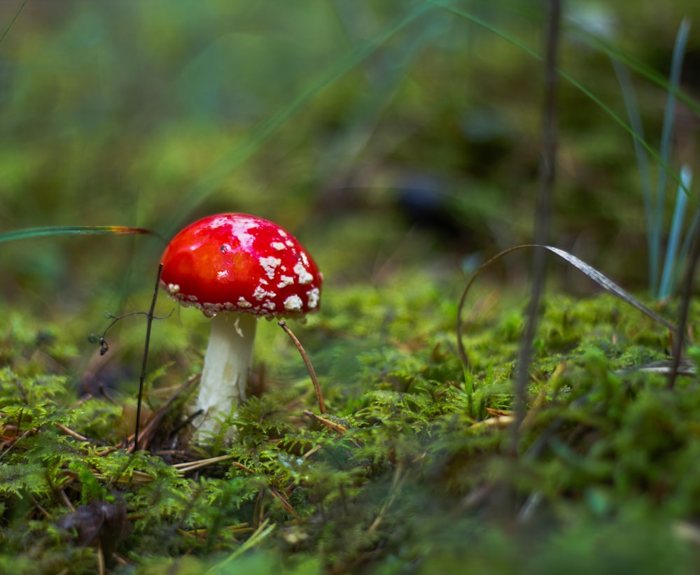 selective focus photography of red fungi