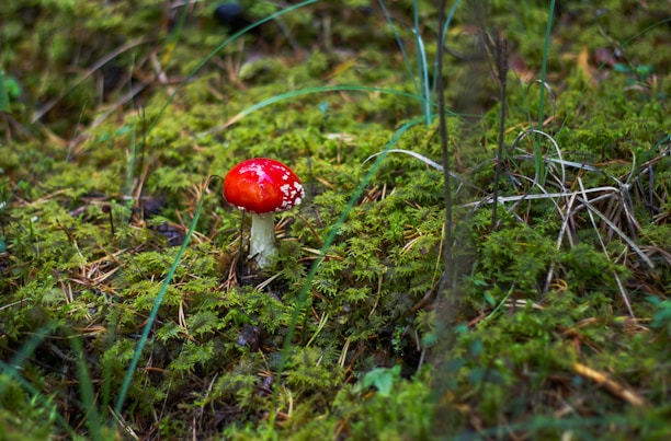 A vivid red mushroom with white spots is growing amidst a lush green forest floor covered in moss and scattered pine needles. The natural setting is lightly shaded by surrounding vegetation.