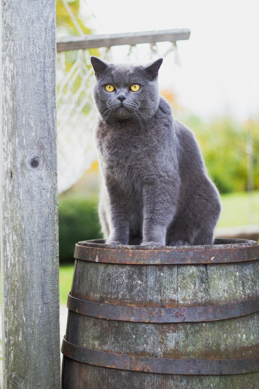 short-fur car with yellow eyes on brown wooden barrel