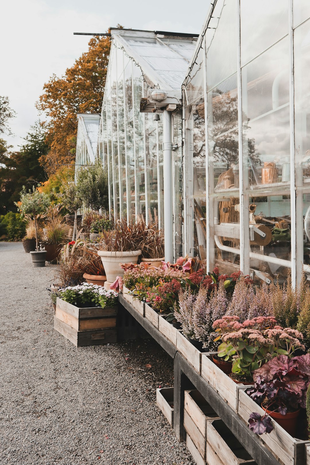 plants beside glass greenhouse