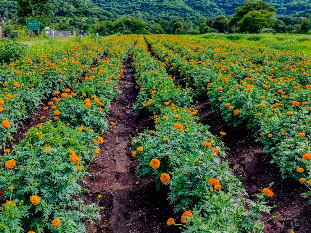 orange flowers field