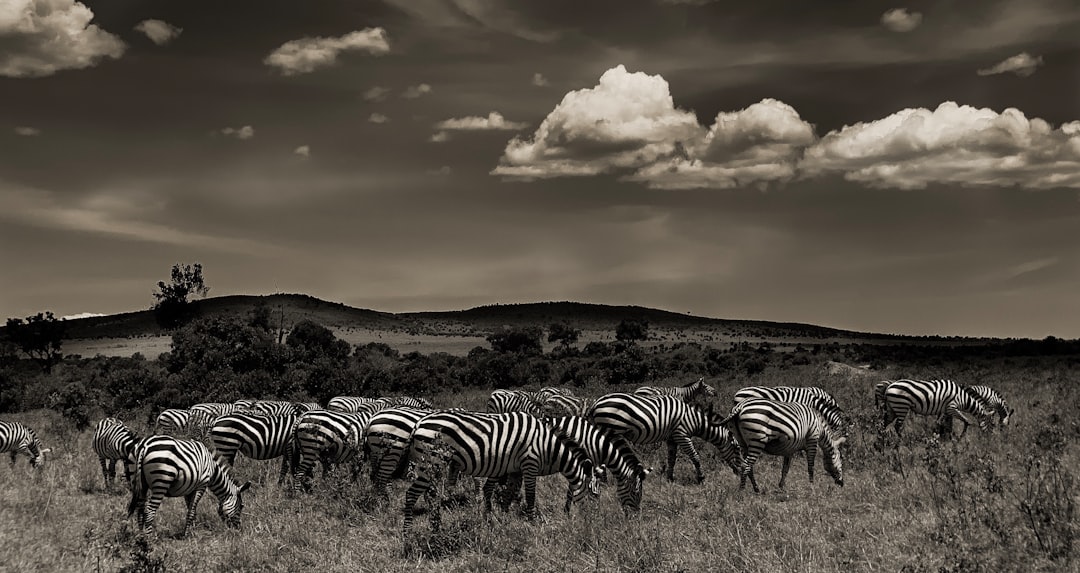 zeal of zebras photo