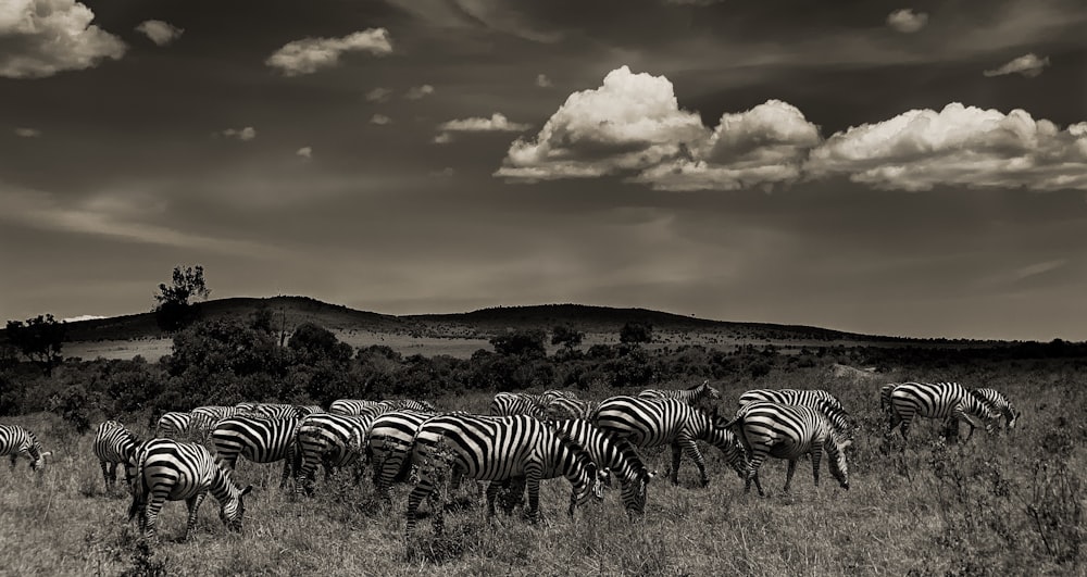 zeal of zebras photo