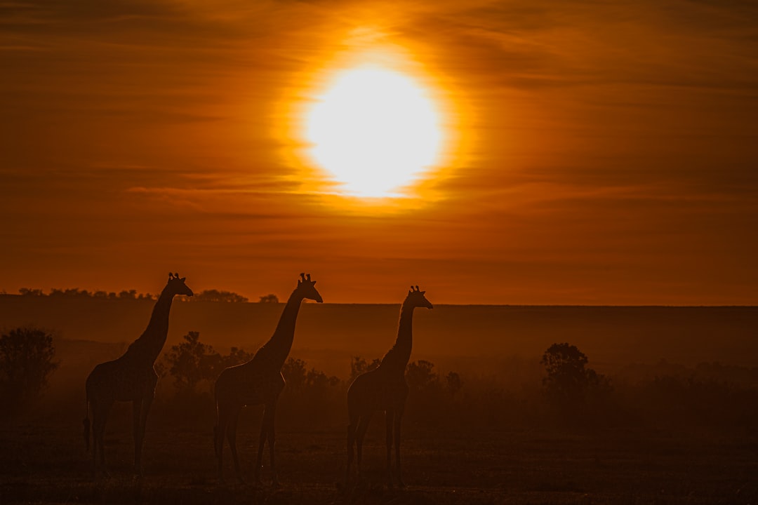 silhouette of giraffes and sunset scenery