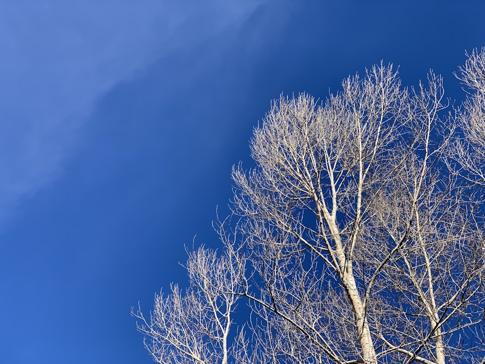 a group of bare trees against a blue sky