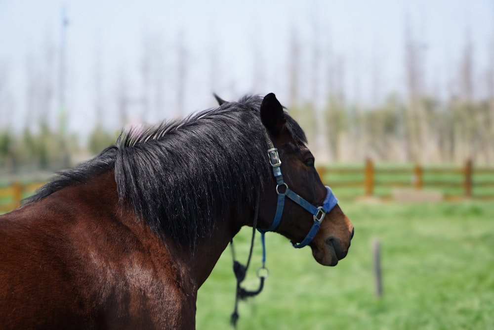 brown and black horse