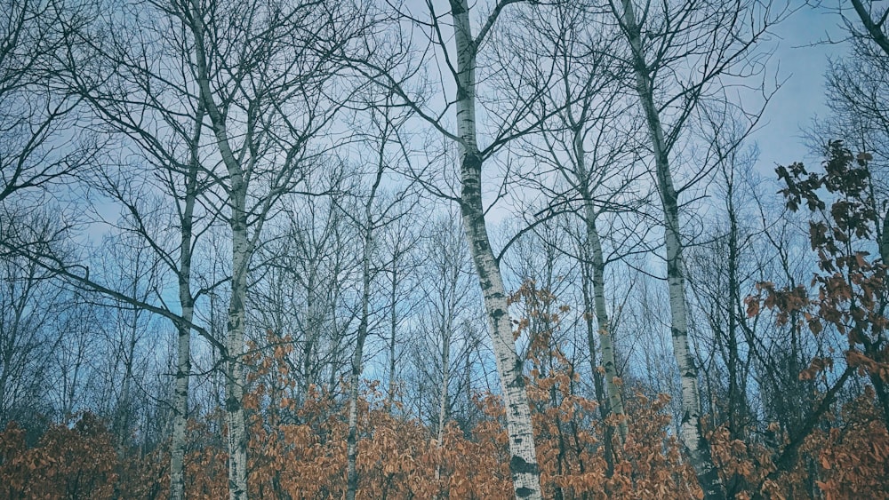 a forest filled with lots of tall trees