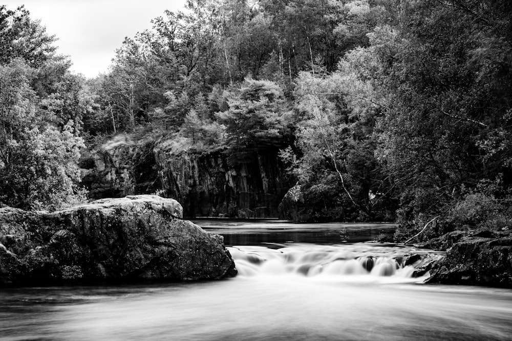 fotografia in scala di grigi di alberi e specchio d'acqua che scorre