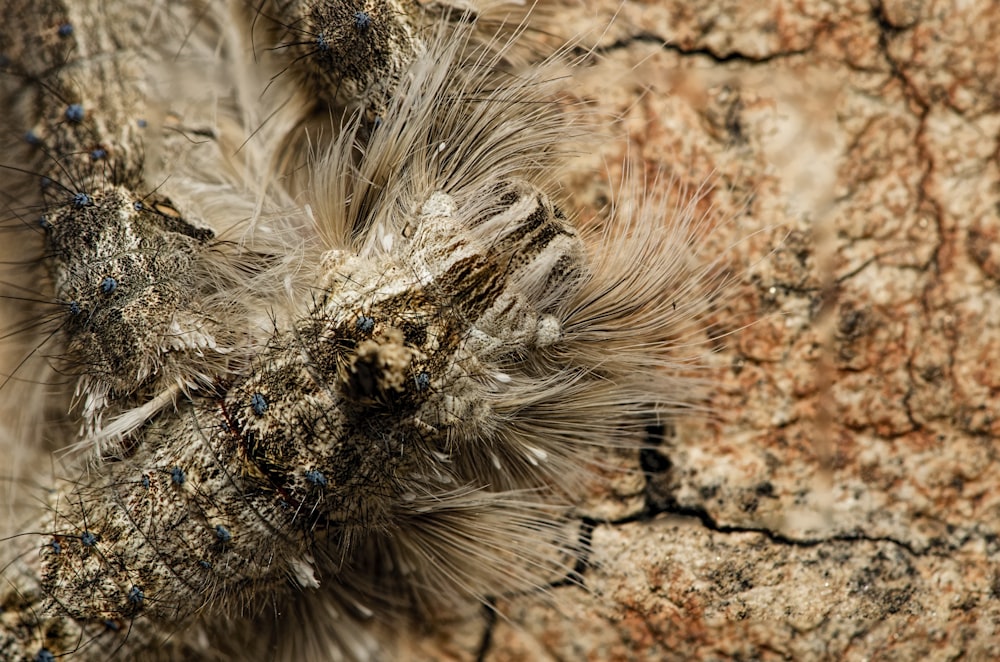 brown and black caterpillar