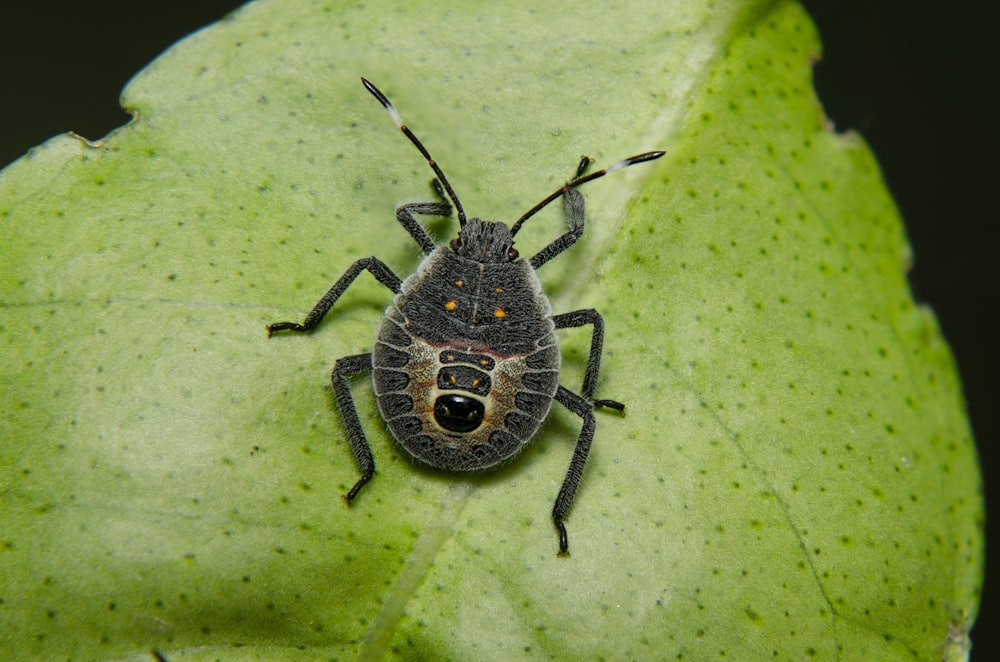 Insecto volador negro