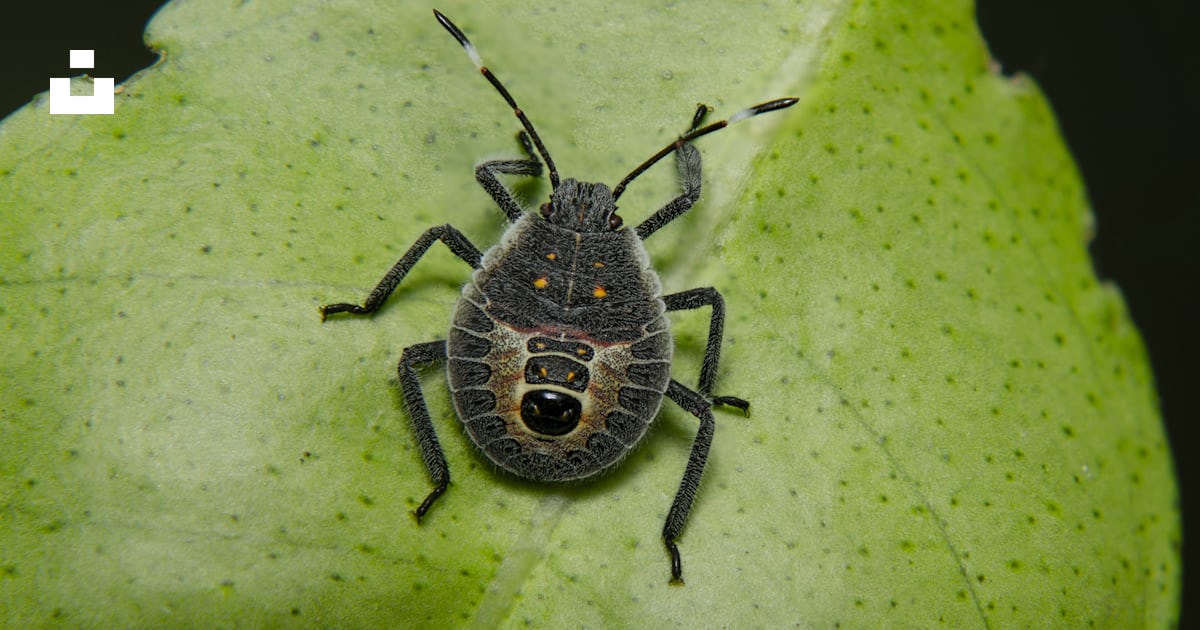 Black flying insect photo – Free Insect Image on Unsplash