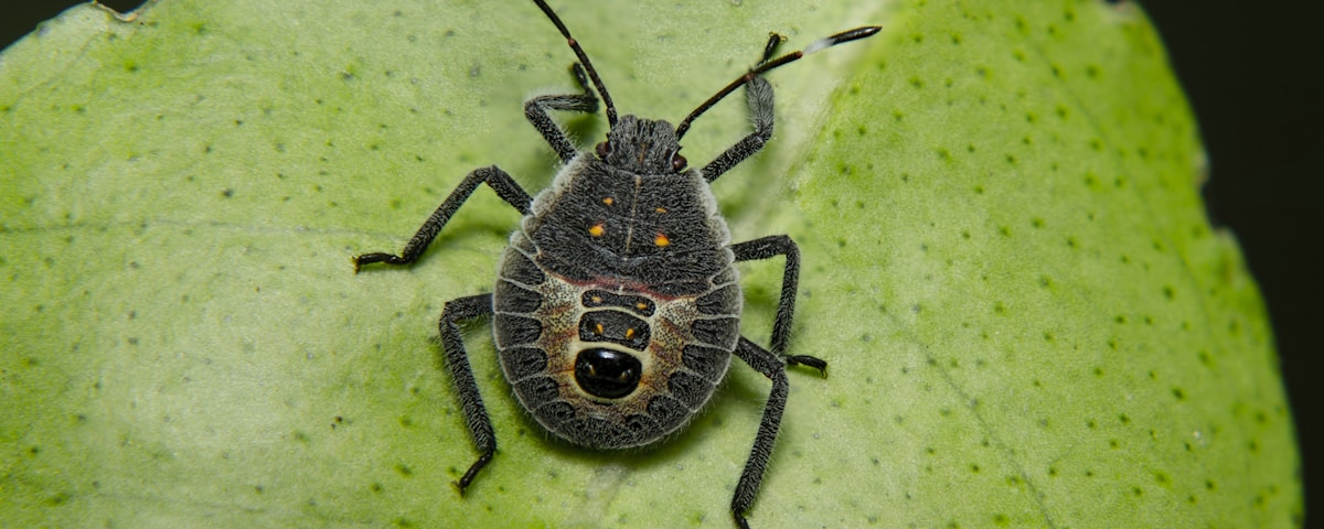 black flying insect