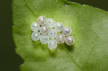 clear eggs on leaf