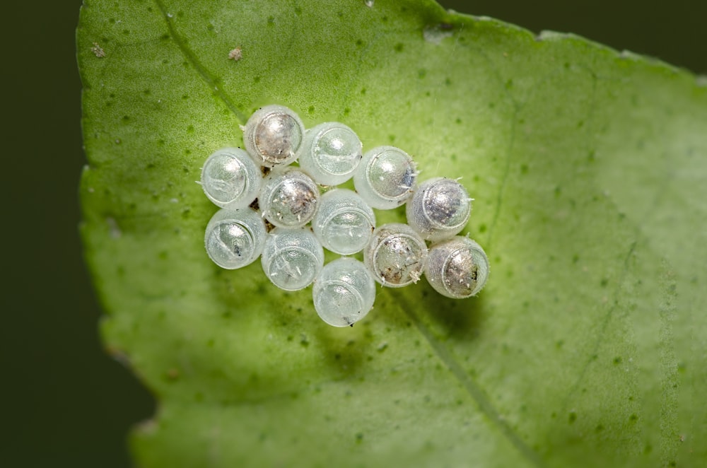 klare Eier auf dem Blatt