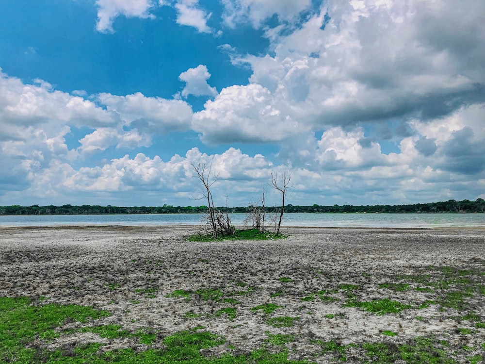 bare trees near body of water