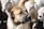 A close-up of a large dog standing among a group of sheep. The dog has a calm and watchful expression, with light brown fur and dark markings on its face. The sheep are blurred in the background, with white wool and black facial markings.