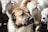 A close-up of a large dog standing among a group of sheep. The dog has a calm and watchful expression, with light brown fur and dark markings on its face. The sheep are blurred in the background, with white wool and black facial markings.
