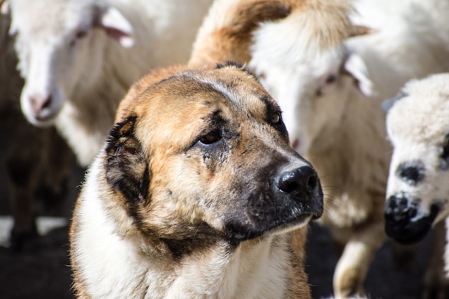 A close-up of a large dog standing among a group of sheep. The dog has a calm and watchful expression, with light brown fur and dark markings on its face. The sheep are blurred in the background, with white wool and black facial markings.