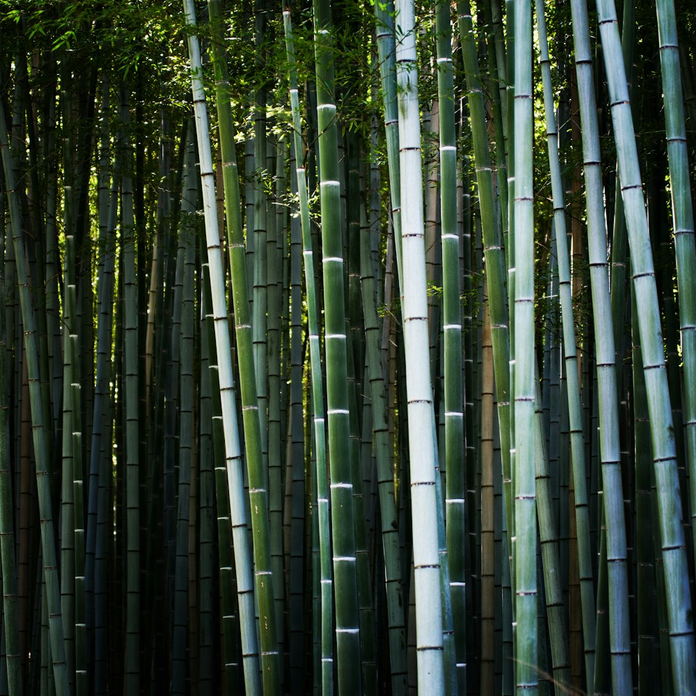 bamboo trees during day