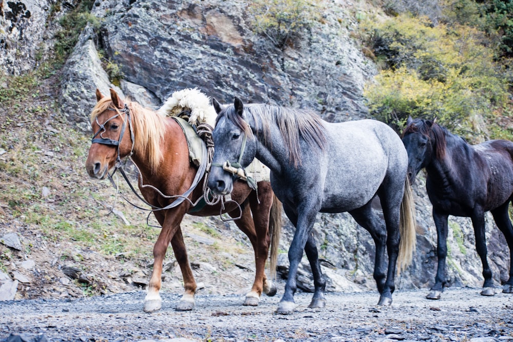 brown and grey horse photograph