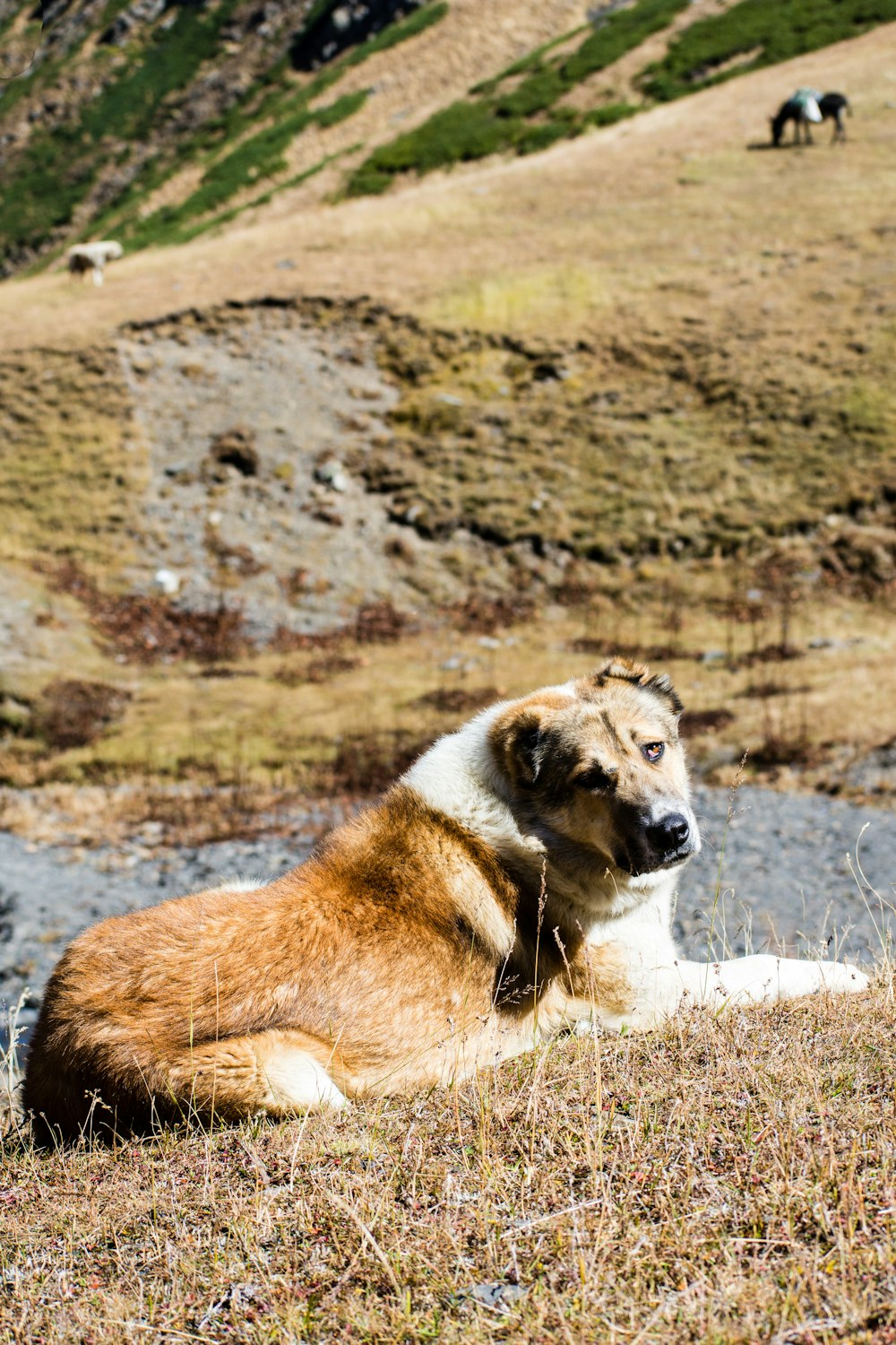 dog lying on grass near horse