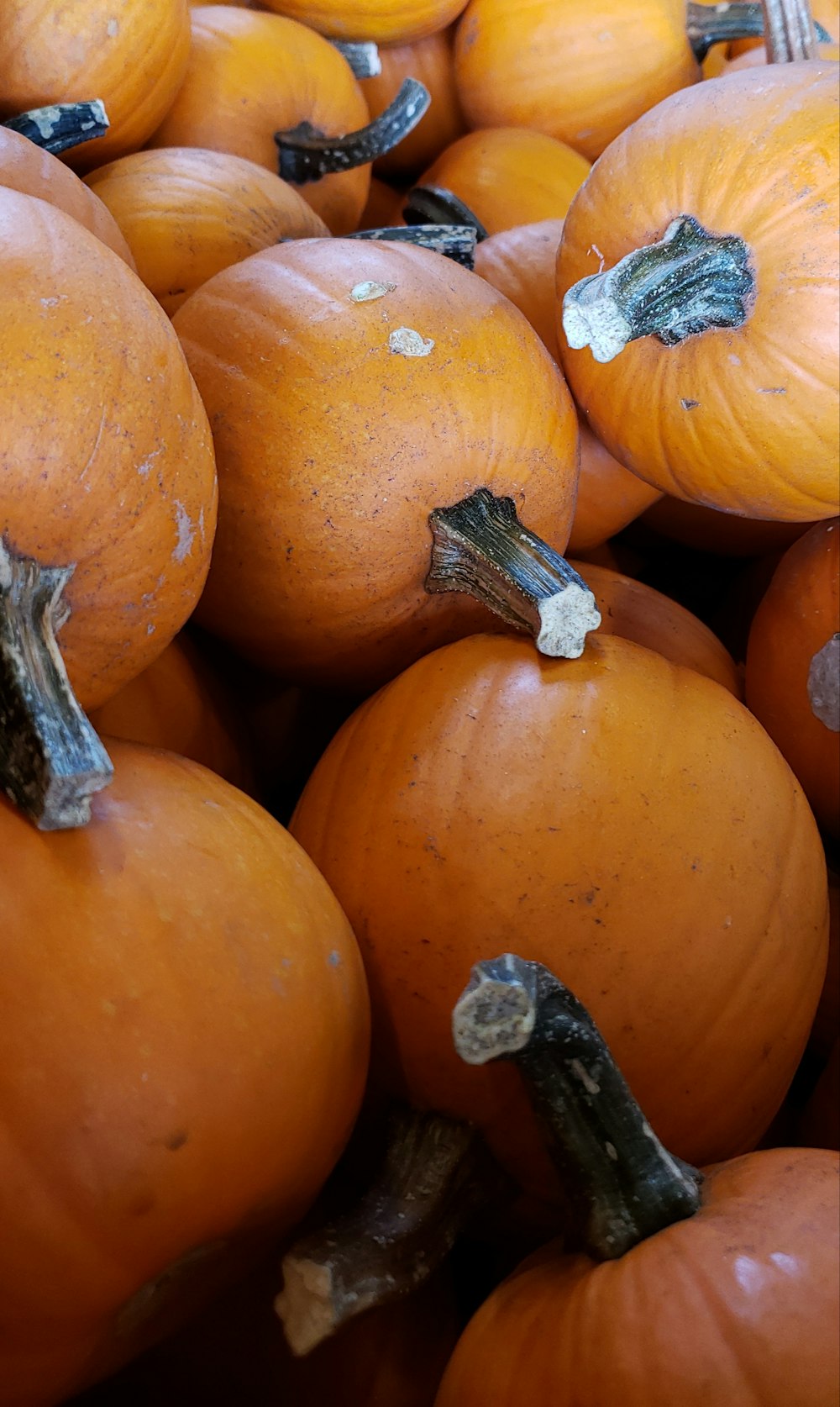 pile of orange pumpkins