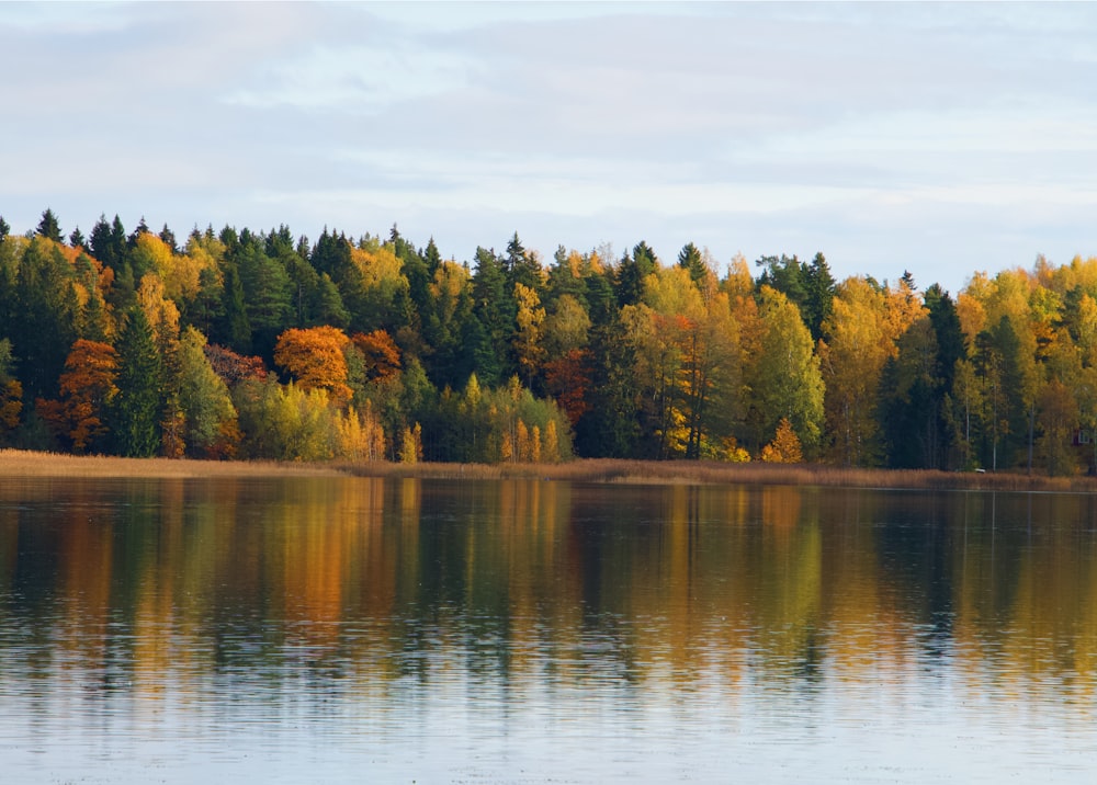 green trees beside calm body of waer