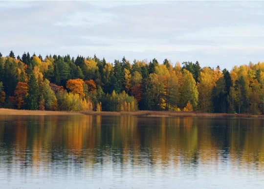 green trees beside calm body of waer in Loviisa Finland