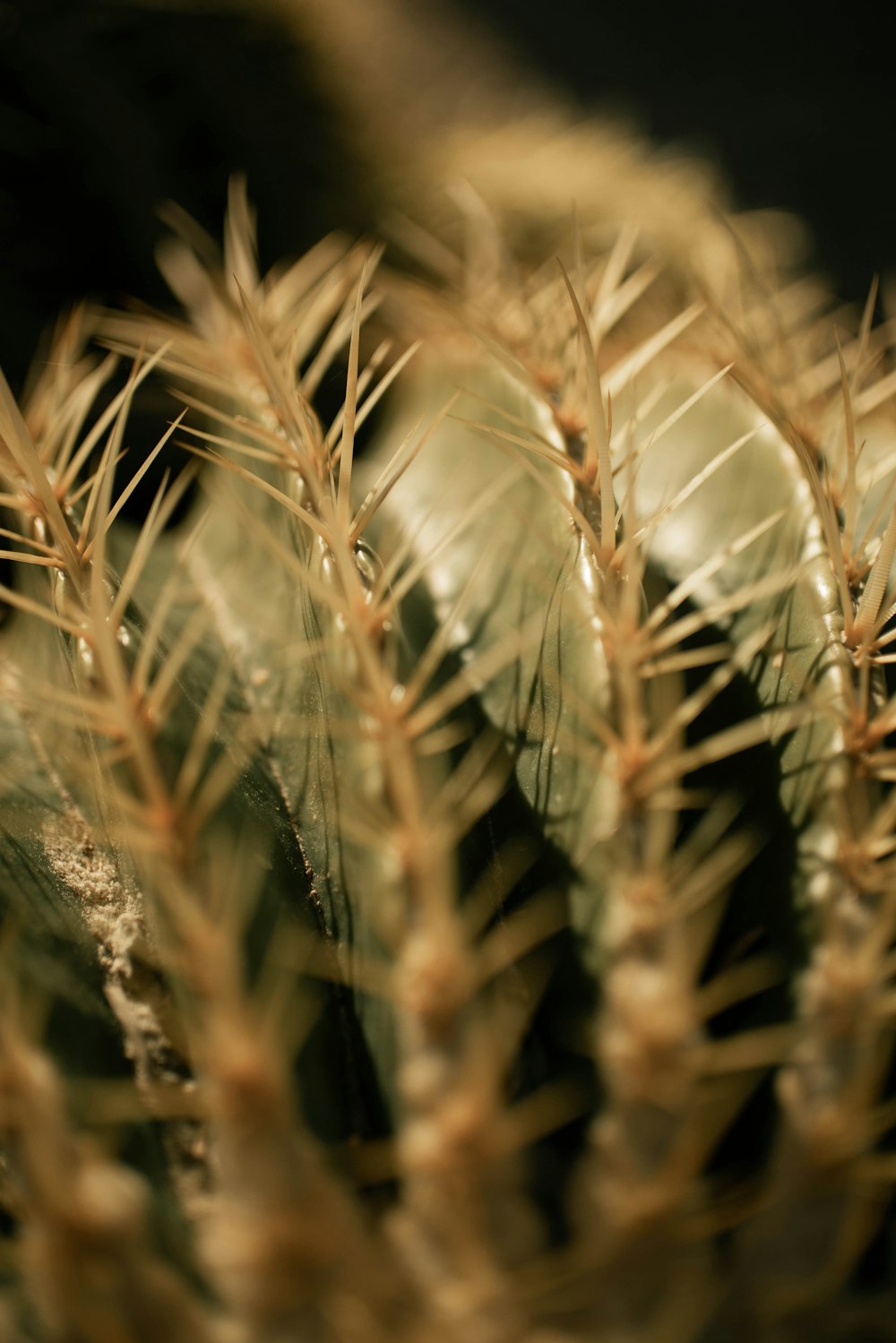 wheat field