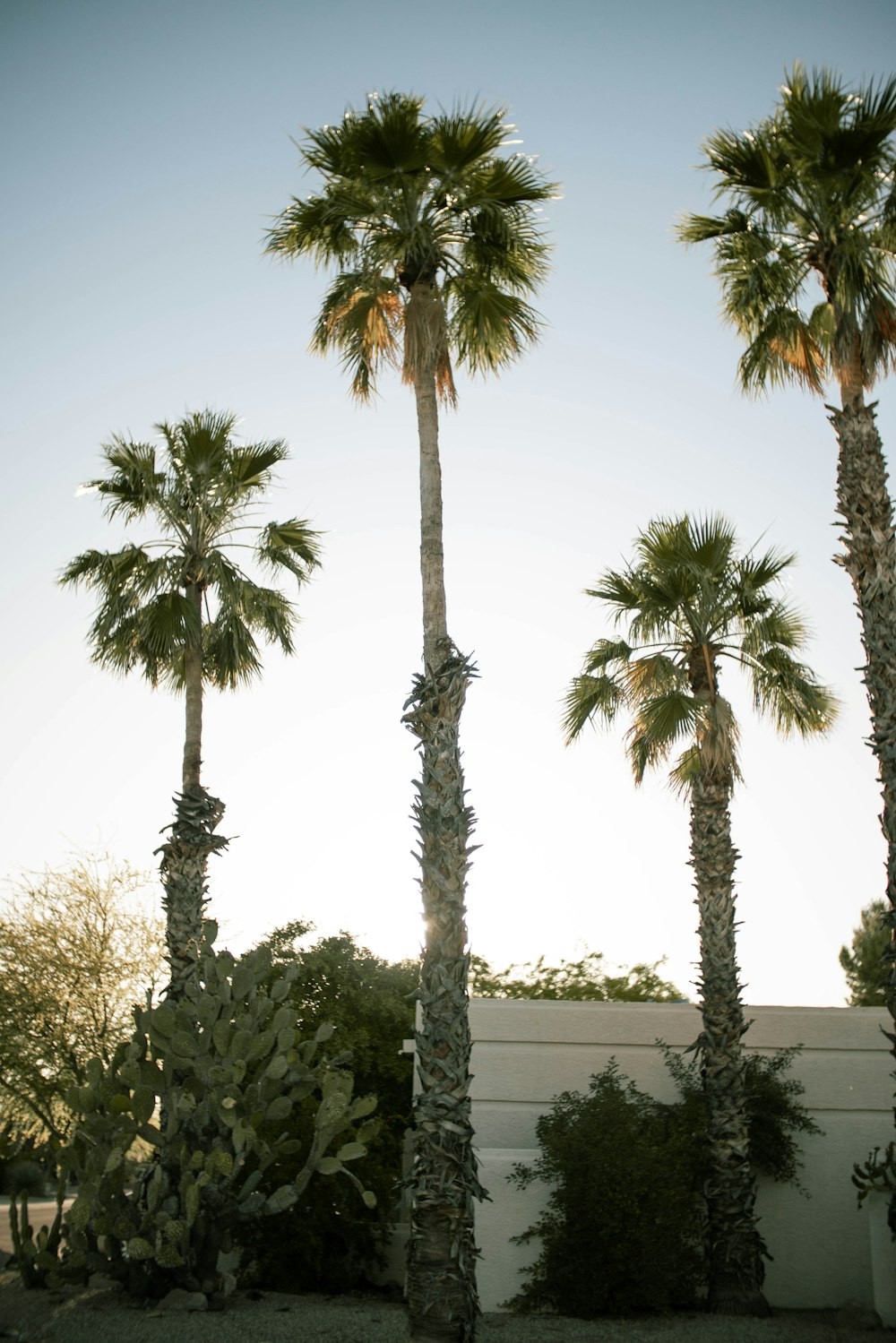 green palm trees