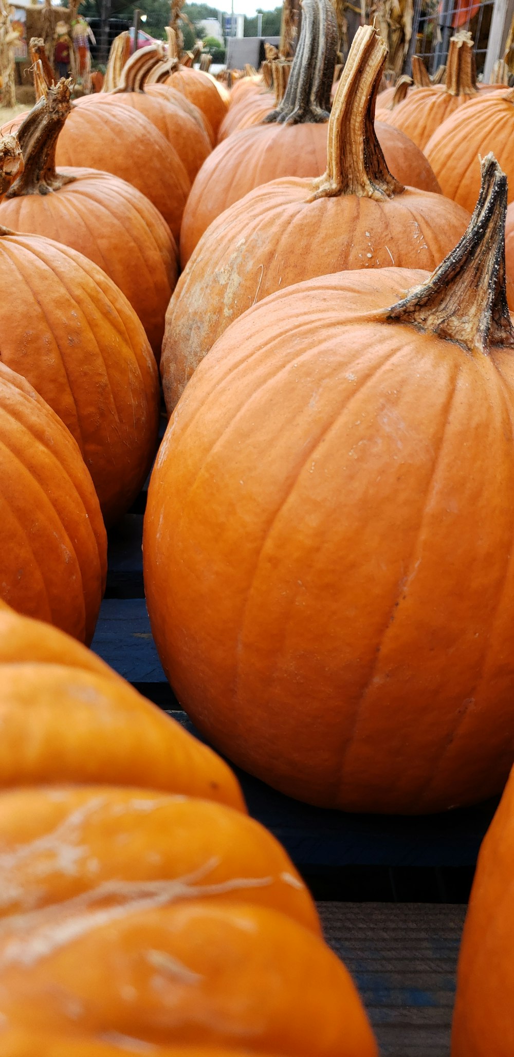 citrouilles orange sur une surface en bois bleu