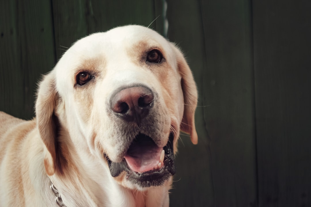 macro photography of yellow Labrador retriever