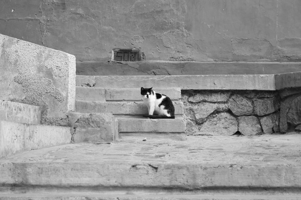 a black and white cat is sitting on some steps