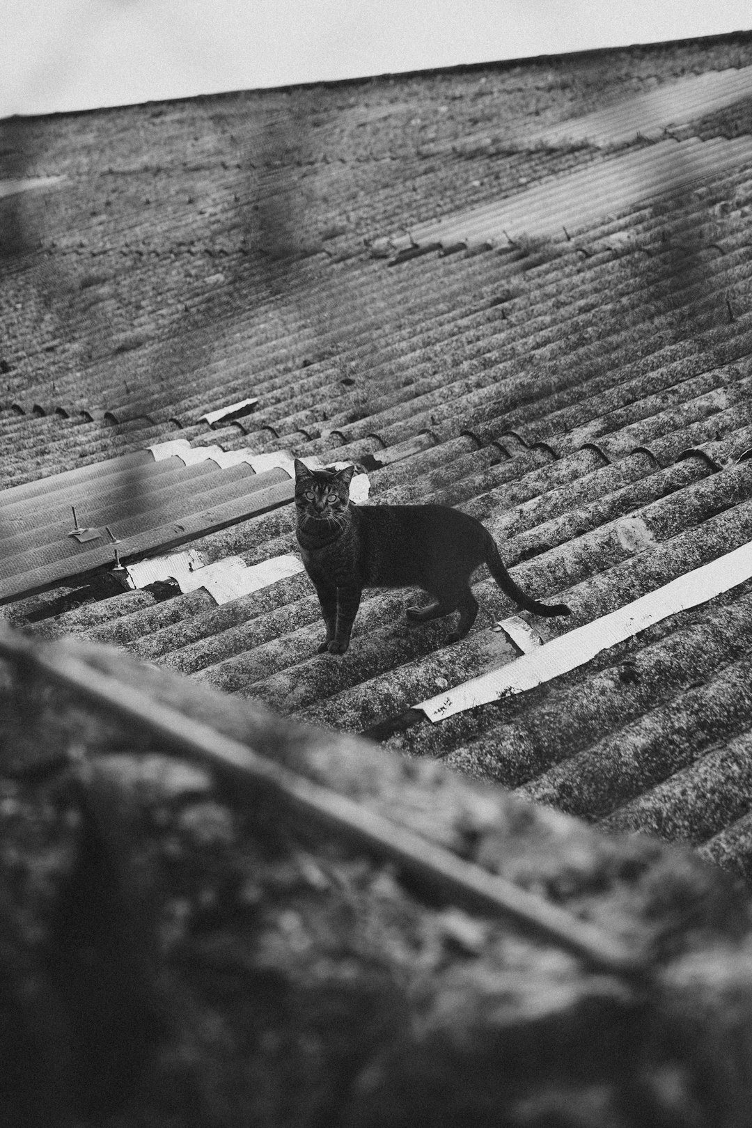 grayscale photography of cat on roof