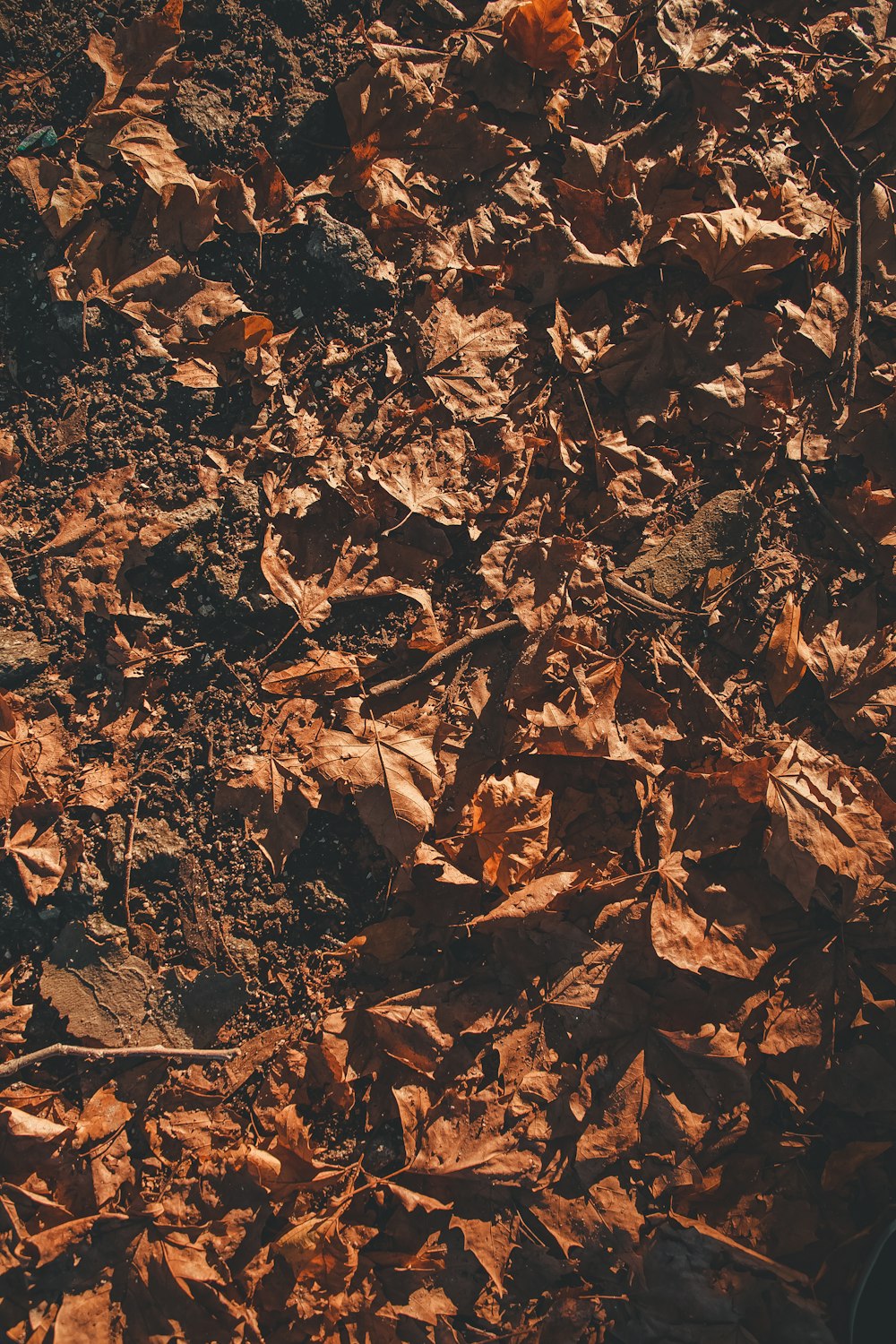 macro photography of brown leaves on ground