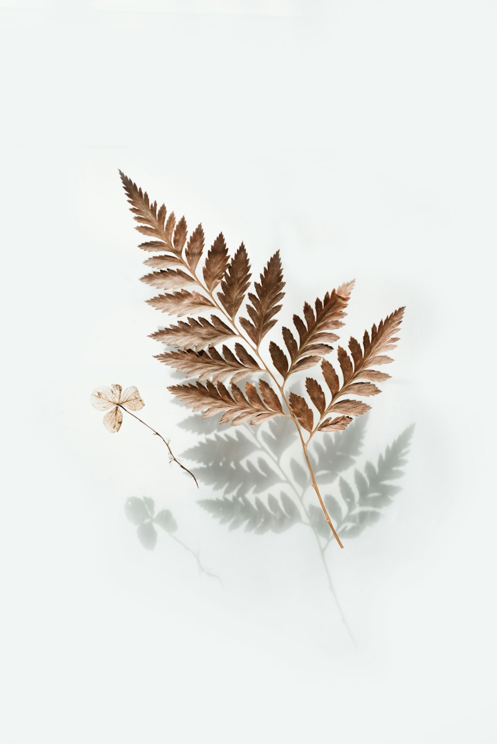 brown leaf