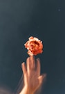 person throwing orange rose flower